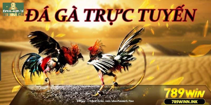 Tìm hiểu sơ qua hình thức cá cược đá gà trực tuyến