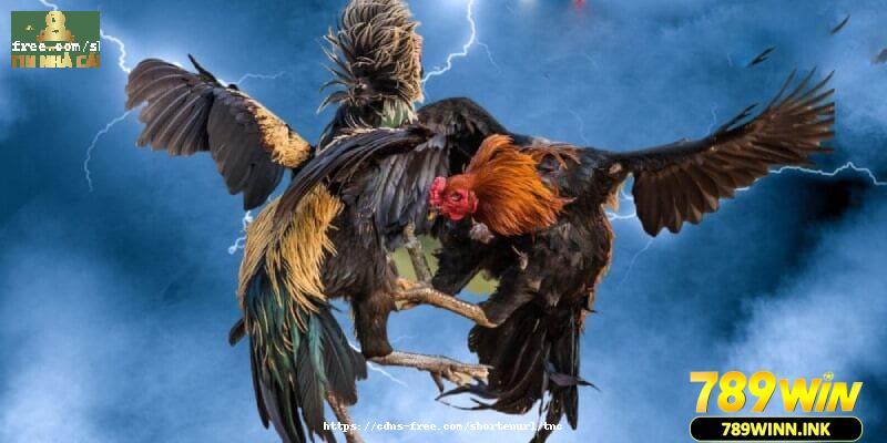 Có nhiều nguyên nhân dẫn tới bet thủ thua cược