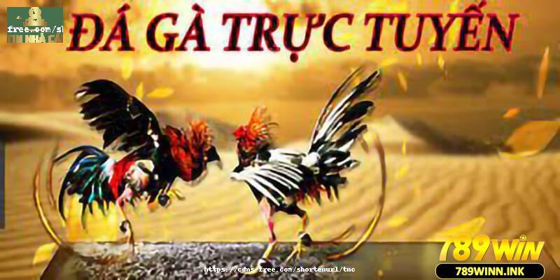 Đôi điều tổng quan về đá gà trực tuyến cho tân binh