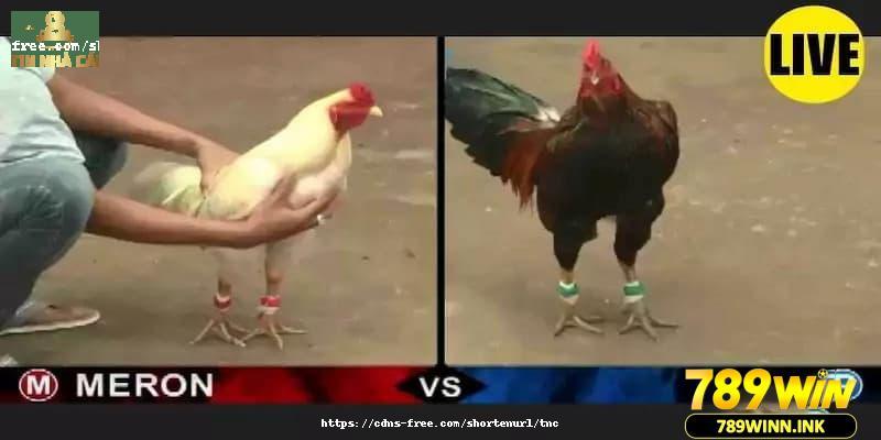 Tham gia cược đá gà online mang đến nhiều ưu điểm