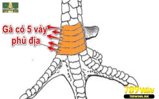 Vảy ngũ quý phủ địa