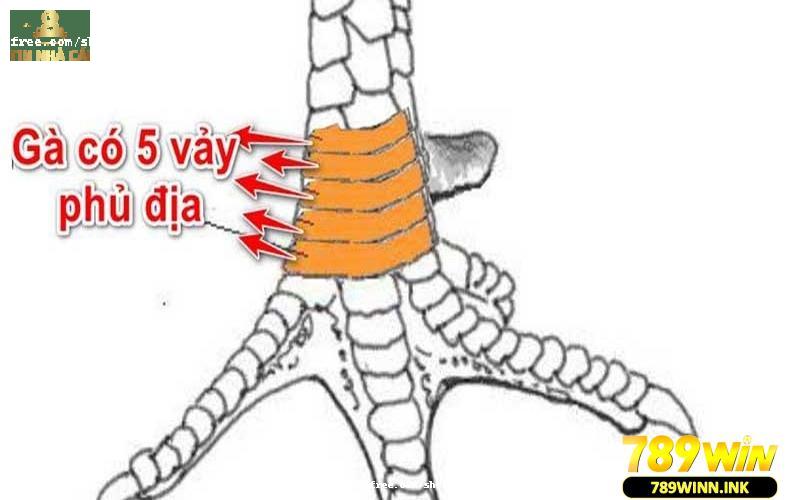 Vảy ngũ quý phủ địa